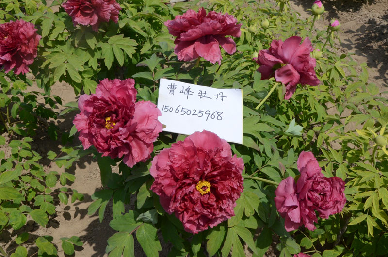 芳纪牡丹图片 (6).jpg