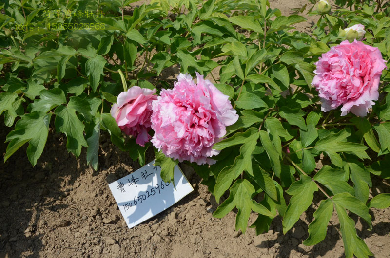 牡丹-仙桃 (1).jpg