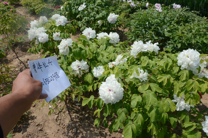 牡丹-琉璃贯珠 (1).jpg