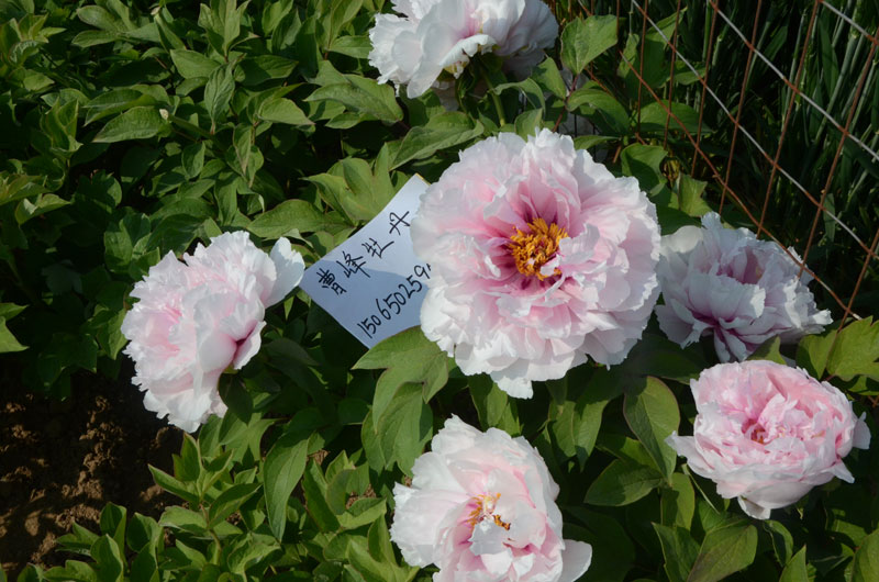 粉色牡丹花图片 (1).jpg