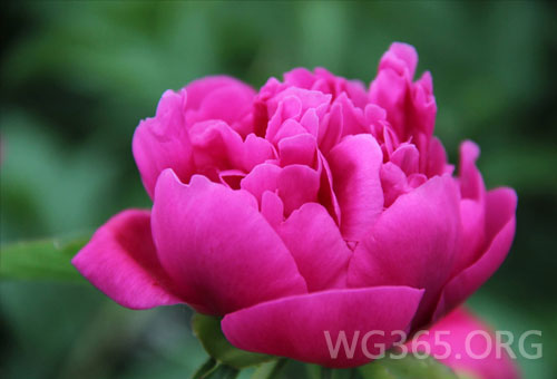 菏泽牡丹 菏泽牡丹