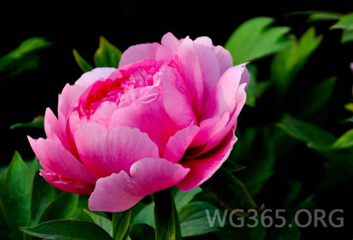 菏泽牡丹 菏泽牡丹