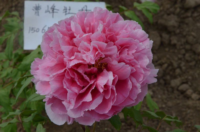 长春牡丹园的牡丹什么时候开花 (2).jpg