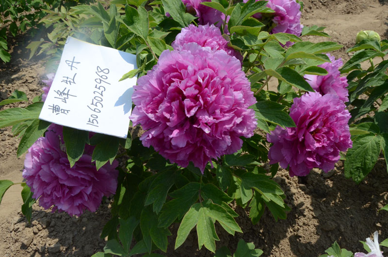 牡丹节在哪个城市举行 (1).jpg