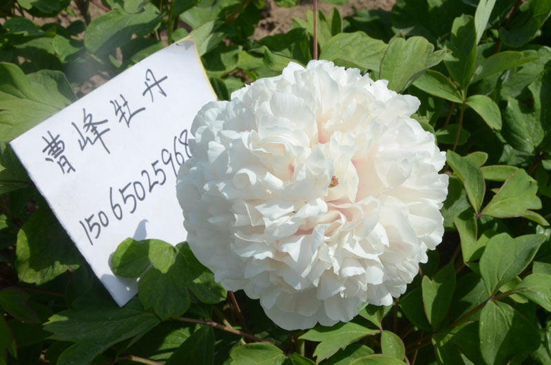 牡丹花什么时候开花什么时候凋谢 (2).jpg