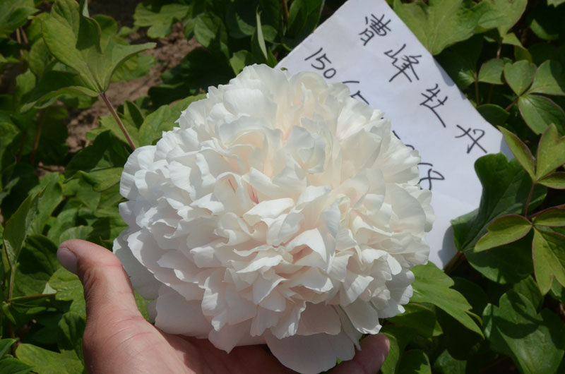 牡丹节在哪个城市举行 (2).jpg