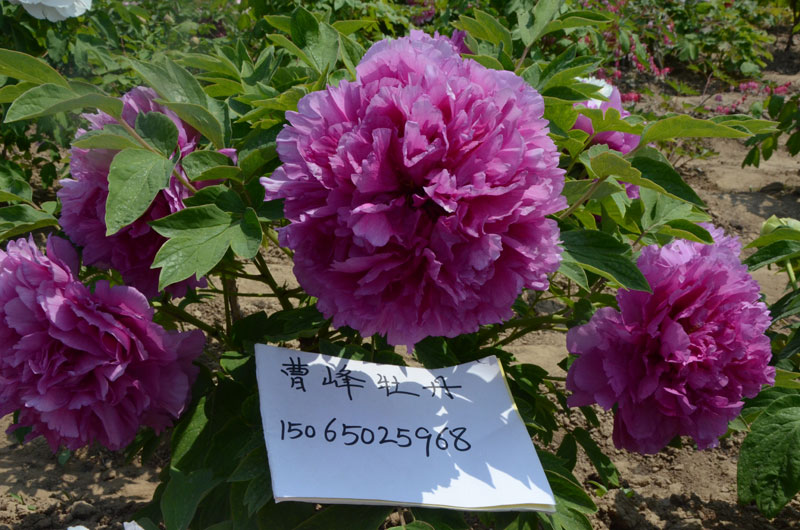 中国每年举办牡丹节的是哪个城市 (1).jpg