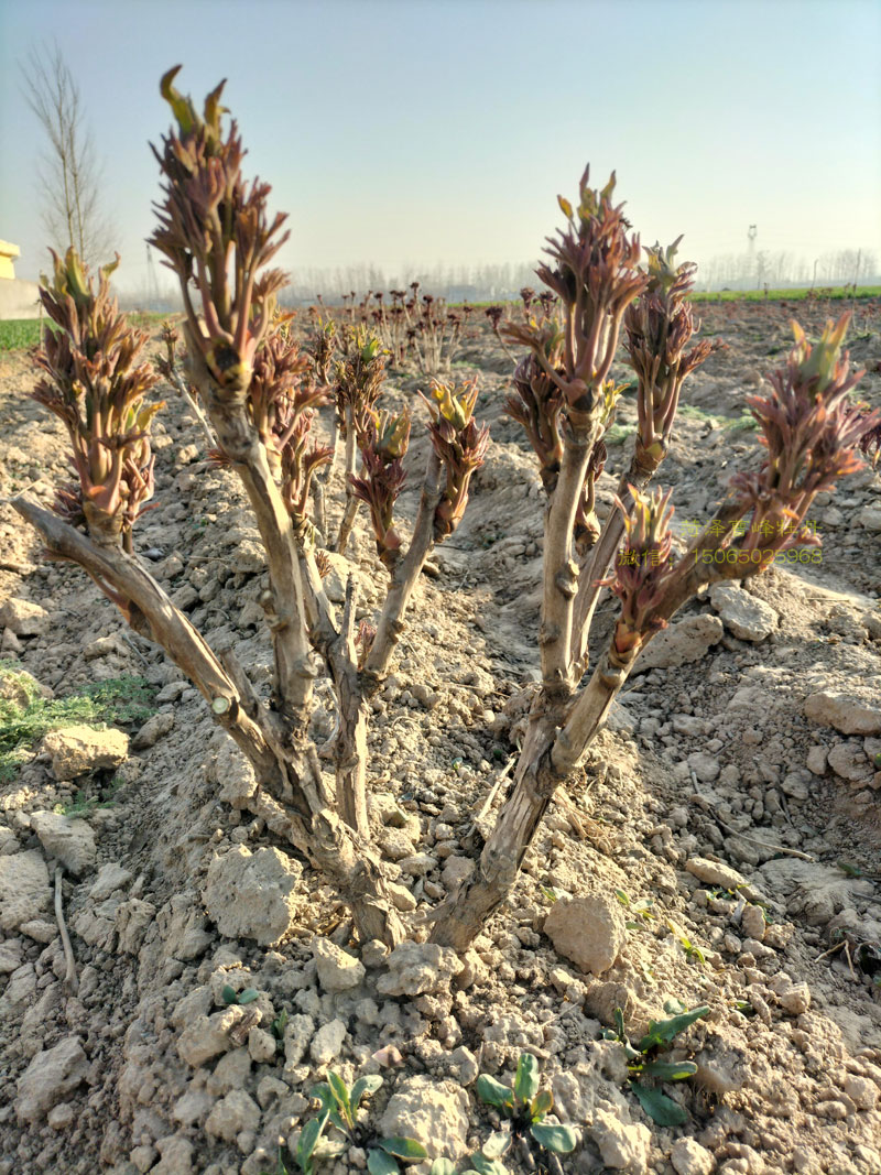牡丹花刚发芽是什么样?牡丹花刚发芽图片 (2).jpg