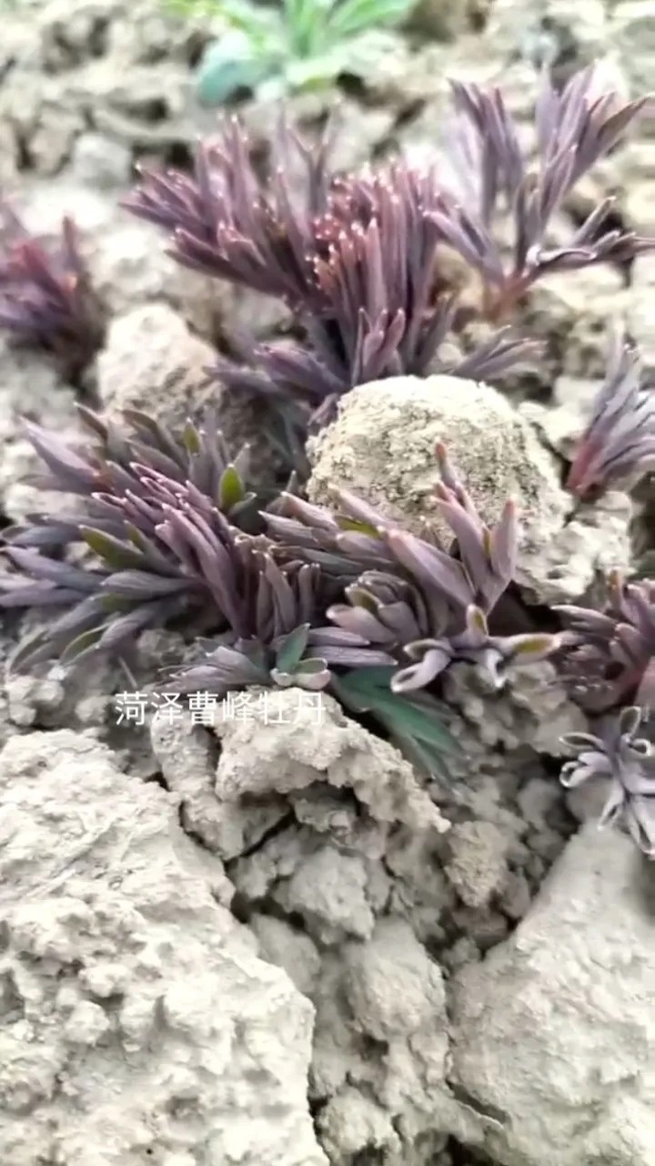 荷包牡丹.jpg 荷包牡丹.jpg