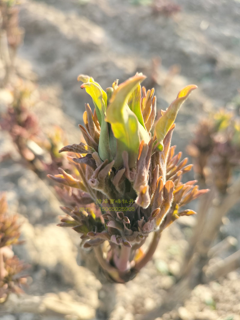 牡丹花刚发芽是什么样?牡丹花刚发芽图片 (1).jpg