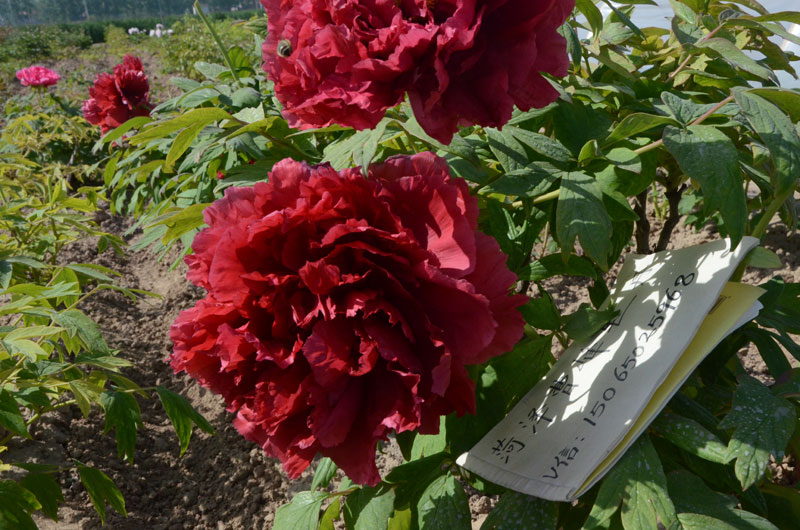 老芳纪牡丹 (20).jpg