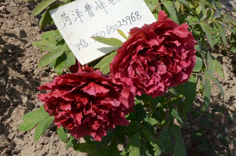 老芳纪牡丹 (6).jpg