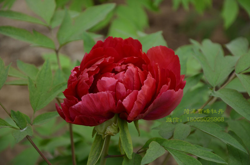 太阳牡丹花.jpg 太阳牡丹花.jpg