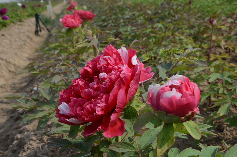 岛锦牡丹花图片.jpg 岛锦牡丹花图片.jpg