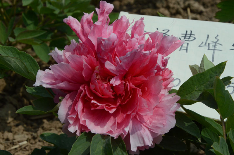 珊瑚台牡丹.jpg 珊瑚台牡丹.jpg