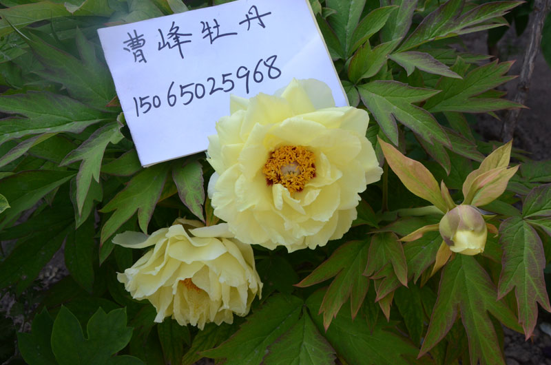 海黄.jpg 海黄.jpg