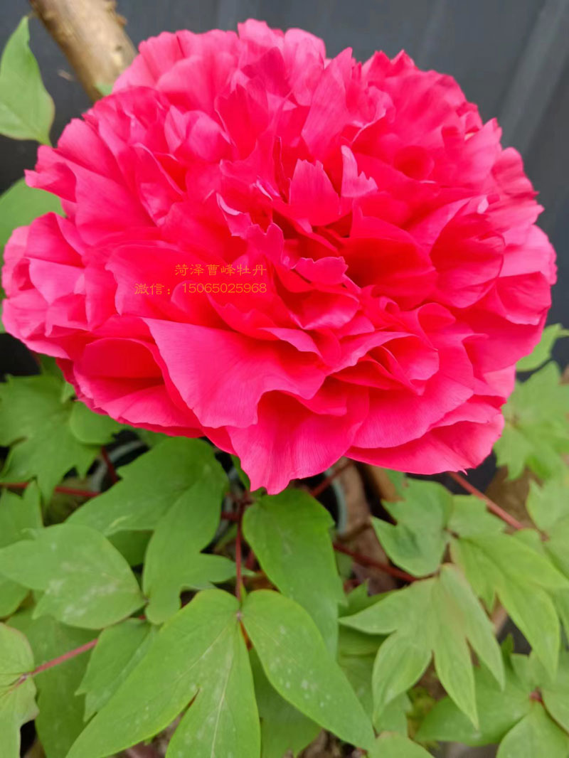 岛锦牡丹和花王牡丹哪个好看 (1).jpg