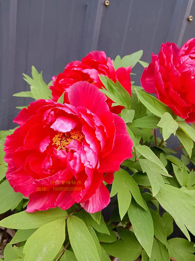 岛锦牡丹和花王牡丹哪个好看 (3).jpg