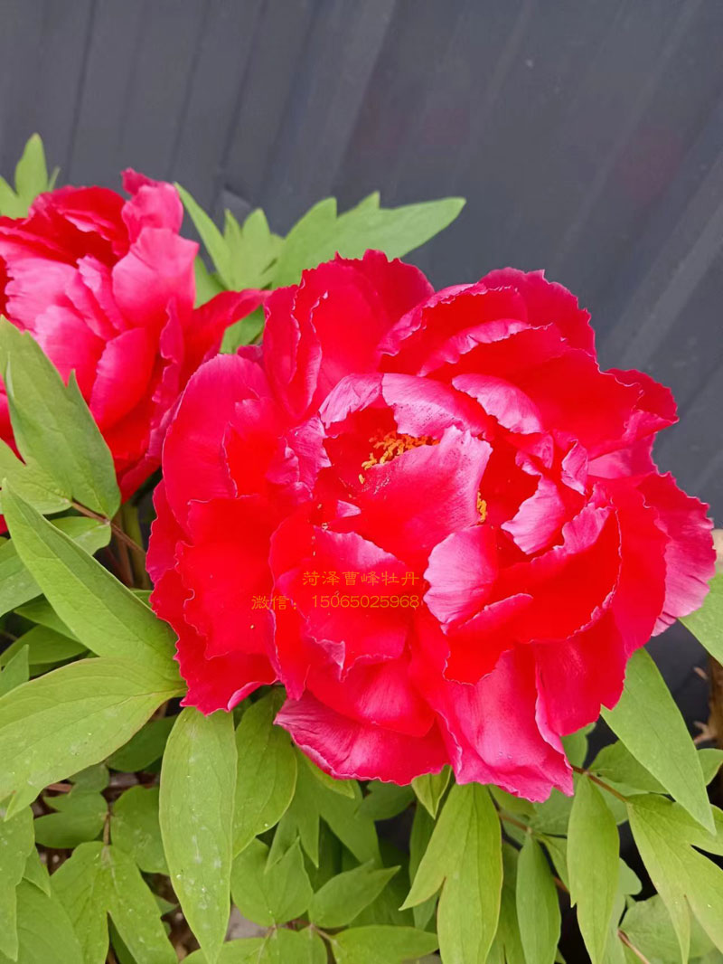 岛锦牡丹和花王牡丹哪个好看 (4).jpg