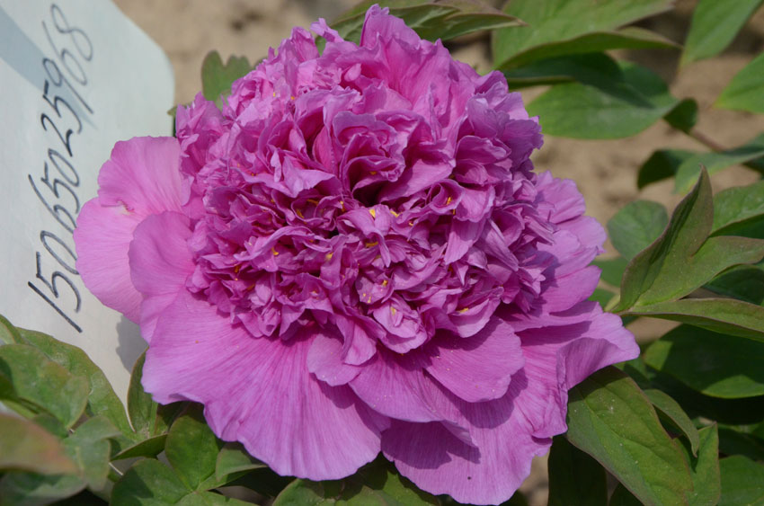 大魏紫牡丹.jpg 大魏紫牡丹.jpg