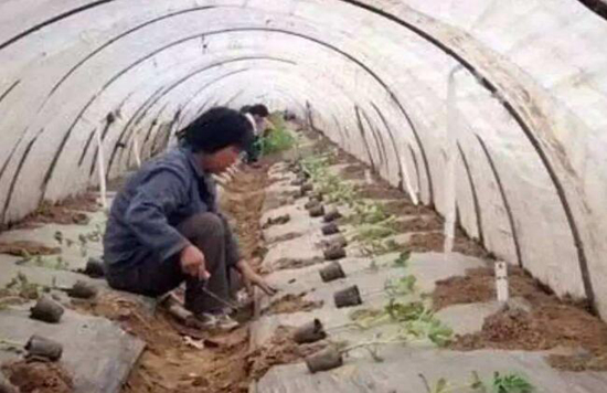 养花技巧|浇定根水是什么意思