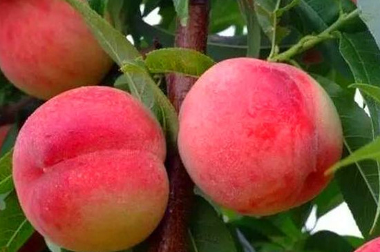 桃树五月份管理