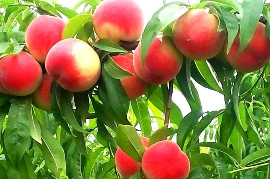 桃树五月份管理