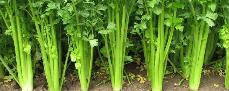 现在5月种什么菜
