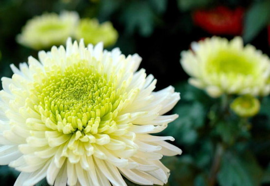 菊花可以放在卧室吗，不可以/菊花属阴性植物