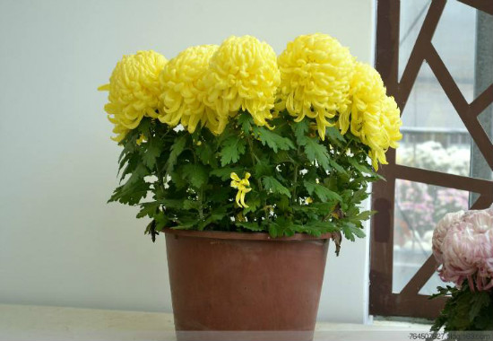 菊花可以放在卧室吗，不可以/菊花属阴性植物