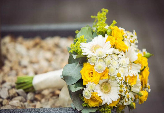 菊花可以放在卧室吗，不可以/菊花属阴性植物