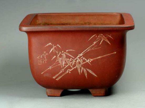 文竹移栽注意事项，手把手教你成功移栽文竹