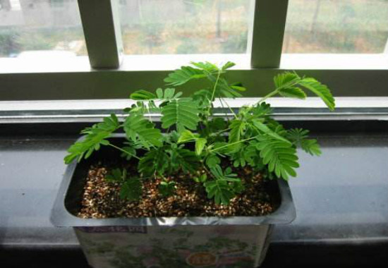 含羞草怎么移到花盆里，4个步骤教你移栽