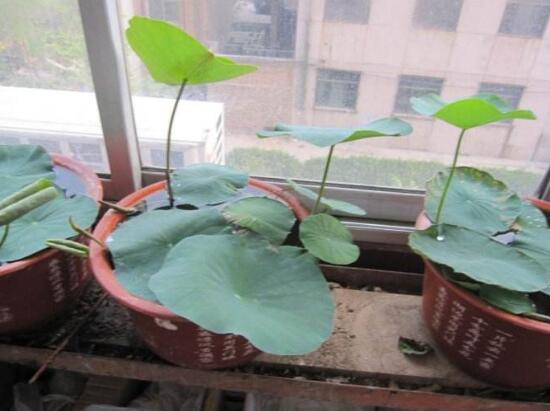 碗莲的养殖方法和注意事项，手把手教你养出美丽的碗莲