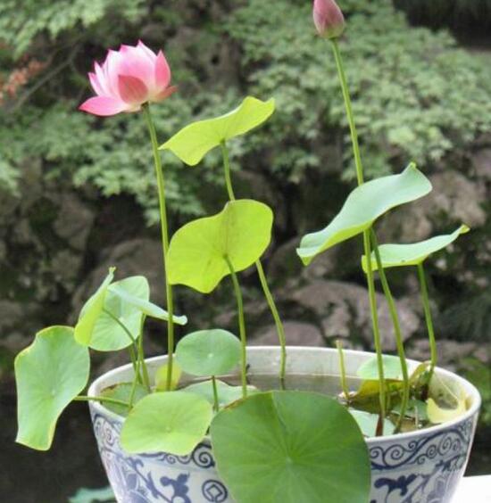 四季碗莲种植方法，手把手教你种植碗莲(4个步骤)