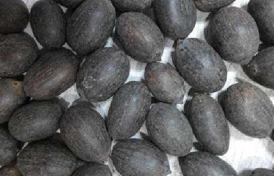 四季碗莲种植方法，手把手教你种植碗莲(4个步骤)