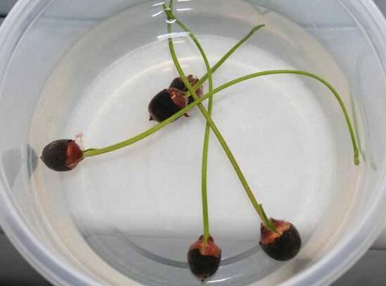 四季碗莲种植方法，手把手教你种植碗莲(4个步骤)