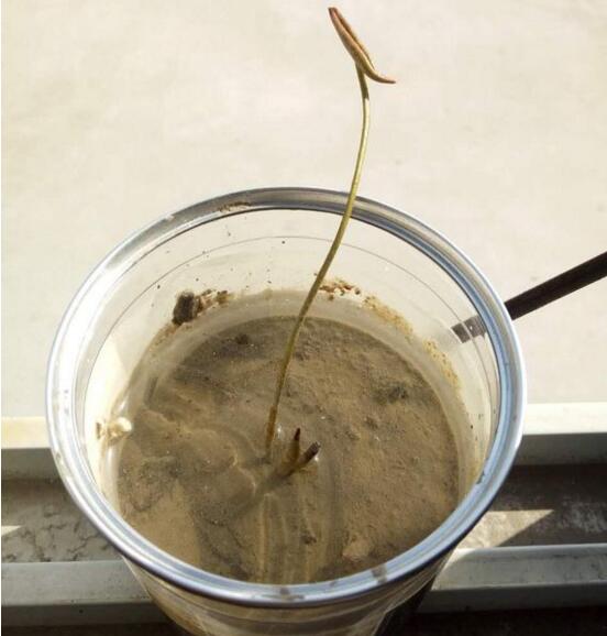 四季碗莲种植方法，手把手教你种植碗莲(4个步骤)