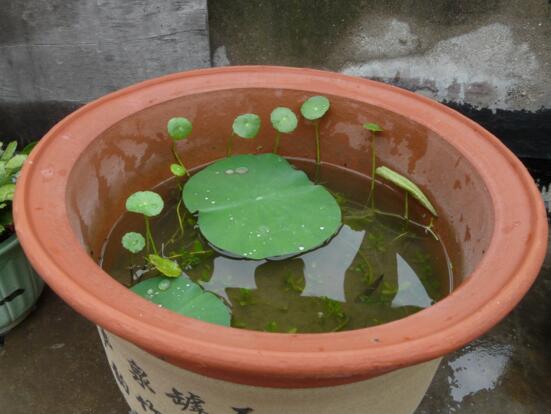 四季碗莲种植方法，手把手教你种植碗莲(4个步骤)