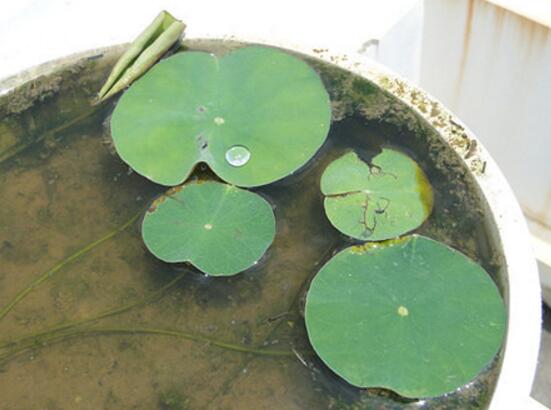 四季碗莲种植方法，手把手教你种植碗莲(4个步骤)