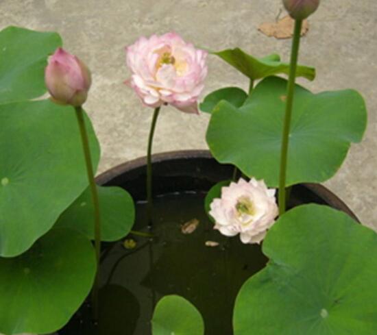 四季碗莲种植方法，手把手教你种植碗莲(4个步骤)