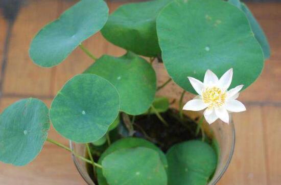 四季碗莲种植方法，手把手教你种植碗莲(4个步骤)