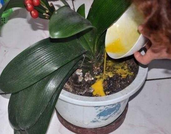 生鸡蛋可以做花肥料吗，可以(生鸡蛋液发酵后1:10兑水浇花)