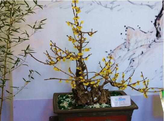 腊梅放家里风水好吗，腊梅在风水学什么比喻