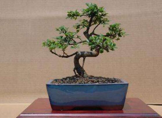 腊梅放家里风水好吗，腊梅在风水学什么比喻