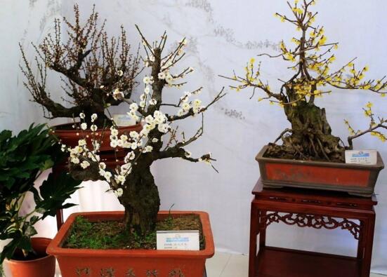 腊梅放家里风水好吗，腊梅在风水学什么比喻