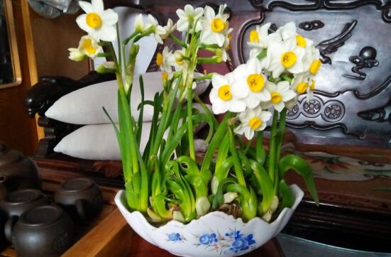 中国的国花是什么，两花相争无定论(牡丹/梅花)