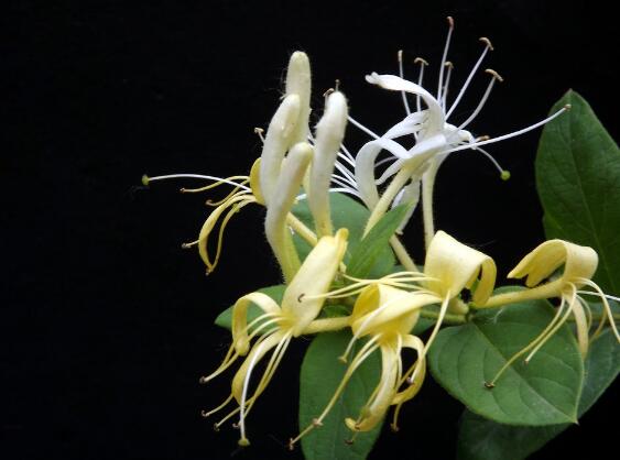 十大最香的花排行榜，盘点能够香飘十里的十种花卉