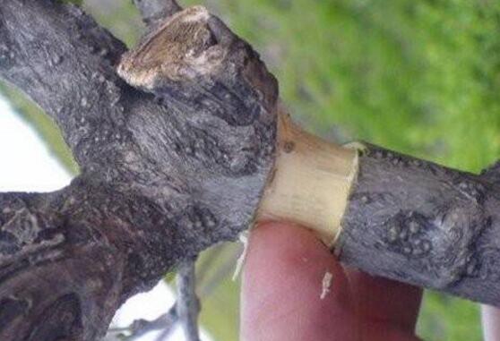 栀子花压枝多久生根，半个月就能生根(附详细步骤)