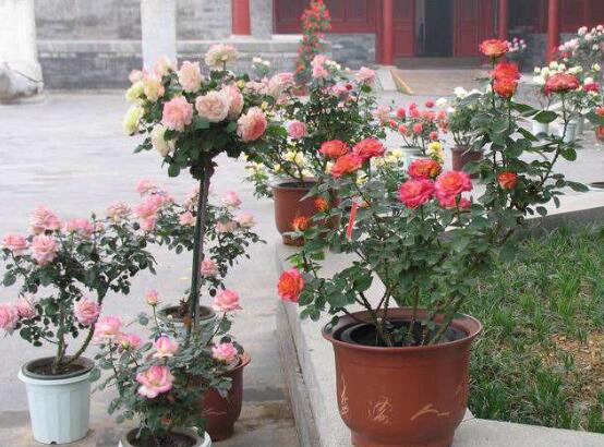 盆栽月季花的养殖方法，5个步骤教会你最简单月季养殖法